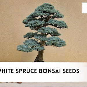 Spruce Picea Bonsai Tree - Etsy