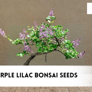 Lilac Bonsai Tree - Etsy