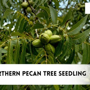 May include: A Northern Pecan tree seedling featuring green, oval-shaped leaves and clusters of developing green pecan husks. The image includes the text czbrainseeds and 1 NORTHERN PECAN TREE SEEDLING, showcasing the plant's natural foliage.