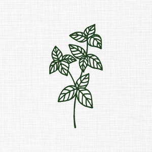 Puede incluir: Un dibujo lineal en verde oscuro de una ramita de albahaca con múltiples hojas. Las hojas tienen venas detalladas y el tallo es una línea simple. La imagen está sobre un fondo blanco texturizado.
