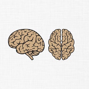 Puede incluir: Dos ilustraciones de un cerebro humano sobre un fondo blanco. Una muestra una vista lateral del cerebro y la otra una vista superior. Las ilustraciones del cerebro son de color beige con líneas marrones.