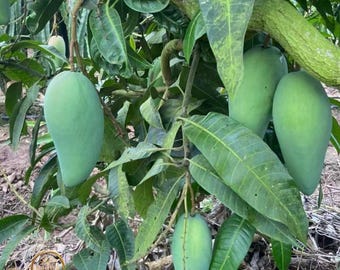 Giant Green Mango Tree Sapling, Sweet Thai Style Exotic Fruit Plant (Bare Root)
