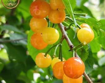 Yellow Honey Cherry Tree Sweet Amber Fruit for Home Garden