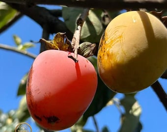 Egg Yolk Soft Persimmon Tree Sapling: Ultra Sweet Dessert Fruit for Backyard Orchard