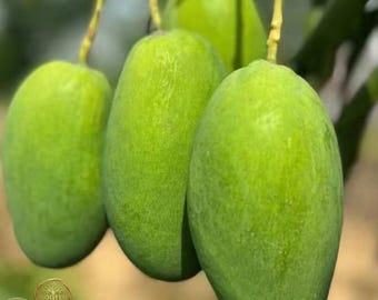 Coconut Scented Mango Tree Sapling – Rare Tropical Fruit Plant (Bare Root)