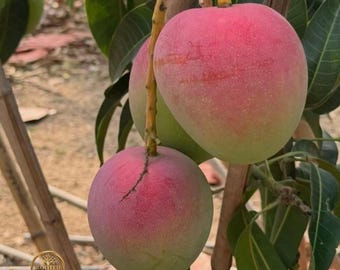 Apple Mango Tree Sapling: Round Exotic Fruit Plant for Garden (Bare Root)