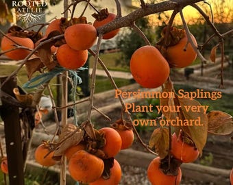 Fuyu Persimmon Tree – Grafted, Sweet, Seedless, Non-Astringent Fruit Sapling