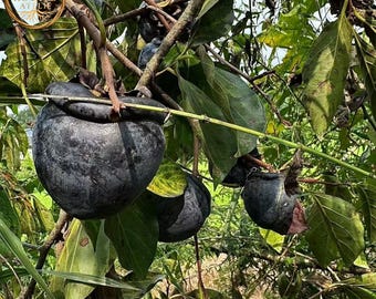 Exotic Fuyu Black Persimmon Tree Chocolate Pudding Fruit - Rare Bare Root