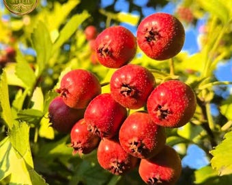 Bare Root Hawthorn Tree Seedlings, Edible Berry Plant, Bonsai Material, Cottage Garden Sapling
