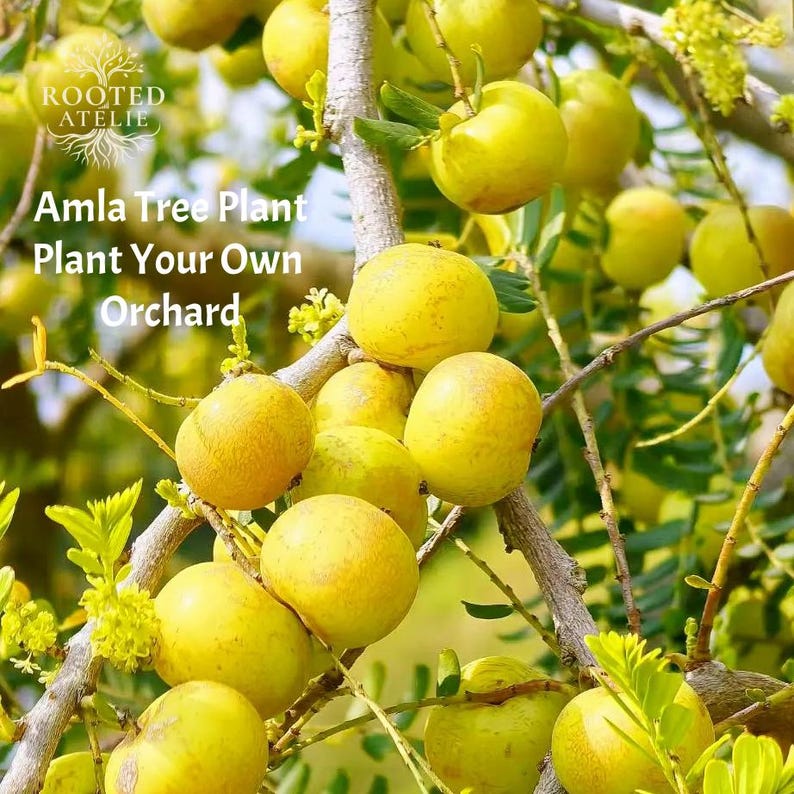 Amla Tree Plant Indian Gooseberry Seedling Rare Tropical Edible Fruit ...