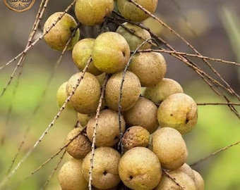 Mountain Sweet Amla Bare Root Trees, Phyllanthus Emblica Saplings, Exotic Fruit Ready to Plant