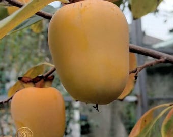 Rare Oxheart Persimmon Tree Sapling: Giant Sweet Fruit for Home Garden (Bare Root)