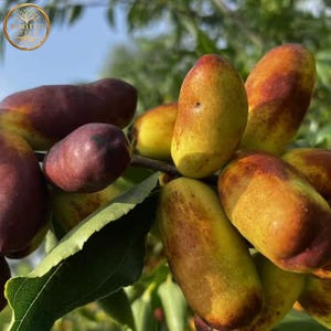 May include: Close-up of a cluster of jujube fruits, showcasing a mix of colors from green to yellow and reddish-brown. The fruits are oval-shaped and attached to a branch with green leaves, set against a bright sky.