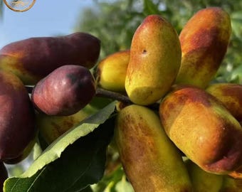 Lingwu Long Jujube Bare Root Tree Jumbo Sweet Chinese Date Rare Fruit Variety