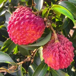 May include: Close-up of two ripe lychee fruits on a branch with green leaves. The lychees have a textured, bumpy red skin with hints of yellow. The fruits are attached to a brown stem, showcasing a natural harvest.