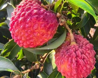 Rare King Lychee Tree  Grafted Tropical Fruit Giant Sweet Fruit Home Orchard Plant