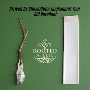 May include: A green background with a decorative branch and a white package. The branch is brown and silver. The package is rectangular and sealed at the top. The text "ROOTED ATELIE" is in the center.