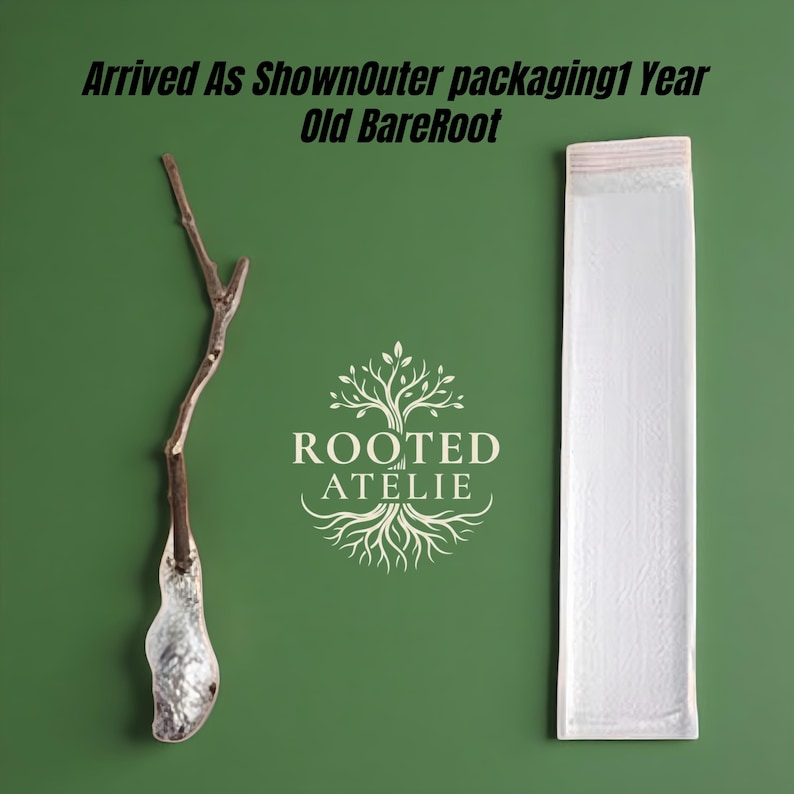 May include: A green background with a decorative branch and a white package. The branch is brown and silver. The package is rectangular and sealed at the top. The text "ROOTED ATELIE" is in the center.