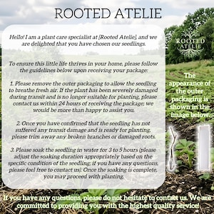 May include: Image with text from Rooted Atelie, a plant care specialist. Instructions are provided for seedling care, including removing packaging, trimming damaged roots, and soaking in water for 3-5 hours. The image also shows a seedling.