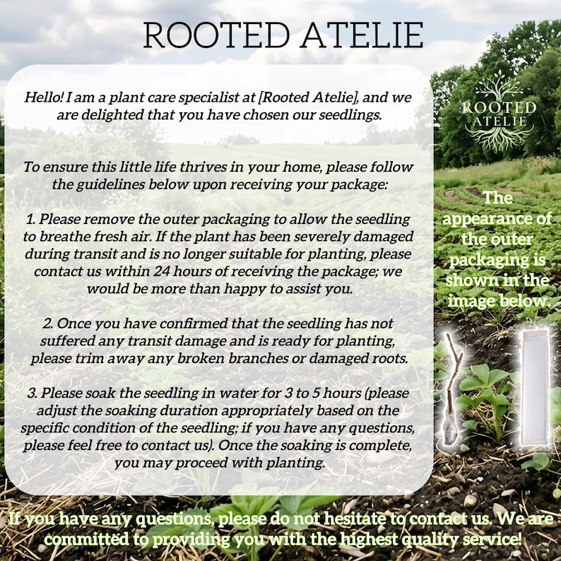 May include: Image with text from Rooted Atelie, a plant care specialist. Instructions are provided for seedling care, including removing packaging, trimming damaged roots, and soaking in water for 3-5 hours. The image also shows a seedling.