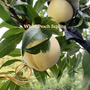 Op de afbeelding: Close-up van witte perziken aan een tak met groene bladeren. De perziken hebben een crèmekleurige gele kleur en zijn gedeeltelijk bedekt met bladeren. De tekst "White Peach Sapling" is zichtbaar. Afbeelding van Rooted at the Core.