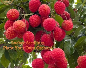 Grafted Lychee Tree Sweet Tropical Fruit Starter Plant Indoors Outdoors