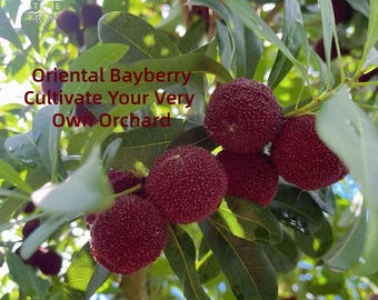 Dongkui Waxberry Tree Sapling Yumberry Oriental Fruit Plant