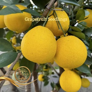 Yuzu Citrus Tree - Etsy