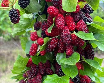 Live Mulberry Tree Sapling | Fast Growing Sweet Berry Plant | Bare Root Home Garden Morus