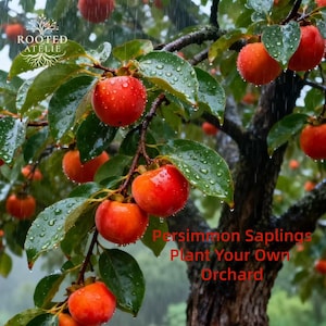 Fuyu Persimmon Tree Sapling Sweet Non Astringent Fruit Plant