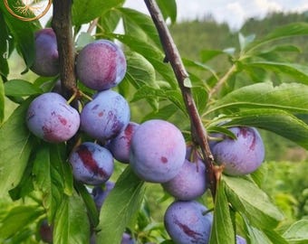 Pearl Plum Bare Root Tree, Sweet Fruit Sapling, Backyard Orchard Live Plant