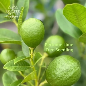 Green Lemon Seedling — Suitable for Pot or Ground Planting; Aromatic Variety; Bare-Root Specimen