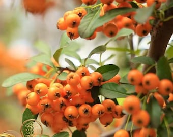 Sea Buckthorn Plant Hardy Orange Berry Superfood Fruit Tree