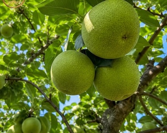 Qinghua Pear Tree – Asian Fruit Live Plant, Cold Hardy Bare Root Home Orchard