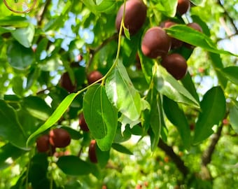 Golden Silk Jujube Tree Seedlings Bare Root The Sweetest Thin Skinned Date