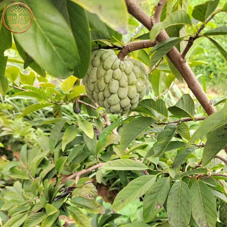 May include: A close-up of a sugar apple fruit, also known as a custard apple, hanging from a tree branch. The fruit is green and has a bumpy texture. The leaves are a vibrant green color. The tree is in a natural outdoor setting.