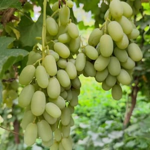 May include: Two large clusters of oval-shaped light green grapes hanging from a vine. The grapes are translucent, smooth-skinned, and tightly packed together on thin, light green stems, surrounded by blurred green leaves in the background.
