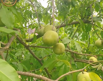 White Persimmon "Ice Cream Fruit" Tree Seedlings - Bare Root - Creamy & Tropical Flavor