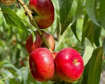 Button Flat Jujube Tree | Rare Panzao Sweet Chinese Date Fruit Plant