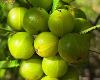 MiHa Amla (Indian Gooseberry) Bare-Root Sapling — Fruit-Bearing Tree
