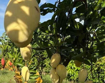 Rare White Jade Sweetheart Mango Sapling: Fiberless Exotic Fruit Tree (Bare Root)