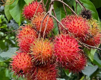 Live Rambutan Seedling Plant – Rare Exotic Tropical Fruit Tree, Edible Garden Starter