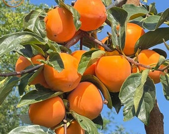 Pointed Heart Persimmon Tree - Heirloom Jian Shi Bare Root - Sweet Juicy