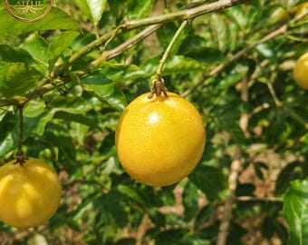 Golden Passion Fruit Plant – Bare Root Starter Vine, Sweet Exotic Maracuja Tree