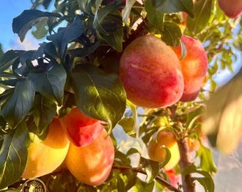 Rare Mango Plum Tree Sapling: Tropical Hybrid Stone Fruit Plant
