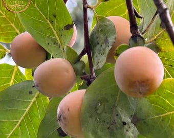Rare Black Jujube Tree (Diospyros lotus) - Bare Root - Small Sweet Date-Plums