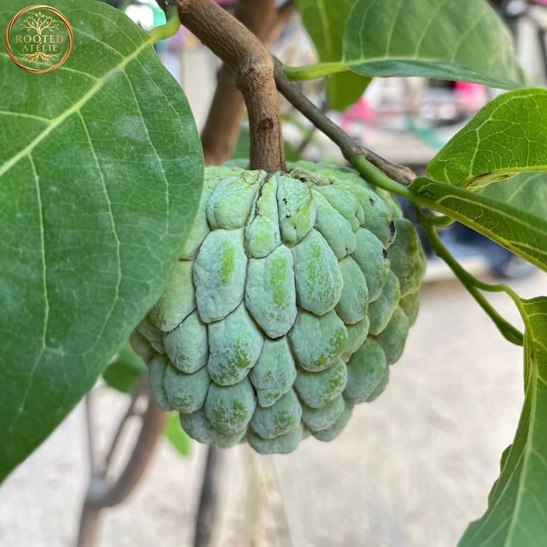 May include: A close-up of a green sugar apple fruit, with a textured surface, hanging from a brown branch. Large green leaves surround the fruit. The logo "ROOTED ATELIE" is in the upper left corner.