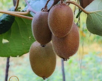 Self Pollinating Kiwi Vine Bare Root Fruit Tree Fast Growing Edible Plant