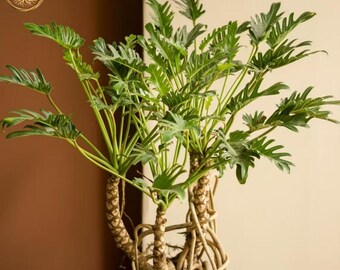 Philodendron Starter Plant Heart-Shaped Leaves Easy Care Air Purifier Feng Shui Plant