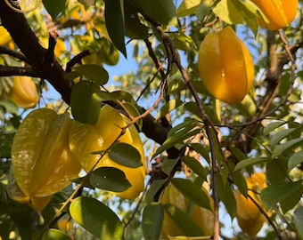 Live Starfruit Tree Sapling | Bare Root Carambola Plant, Tropical Fruit Starter